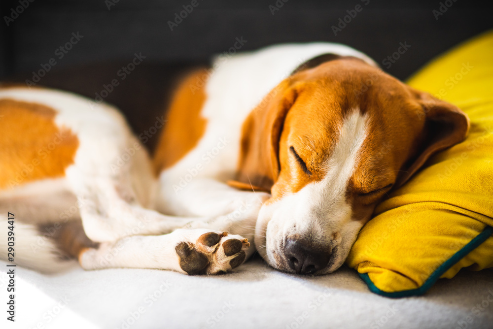 Obraz premium Funny Beagle dog tired sleeps on a cozy sofa, couch, on yellow cushion