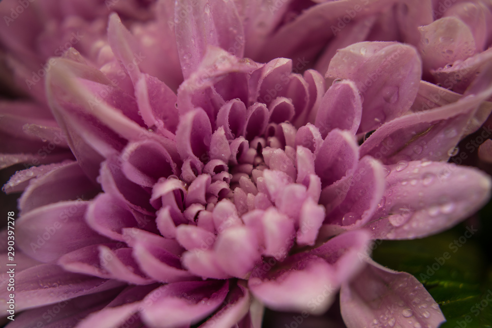 Lavender Chrysanthemum Lavender Chrysanthemum