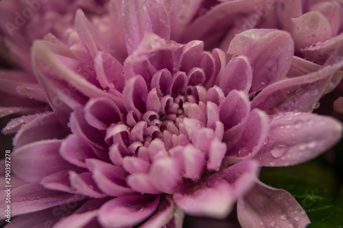 Lavender Chrysanthemum