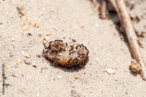 Ants eating jam on the yellow sand