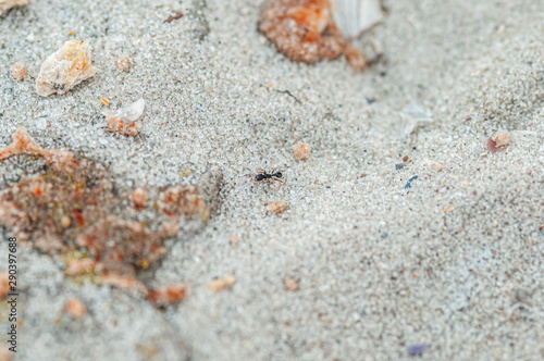 an ant running through the sand