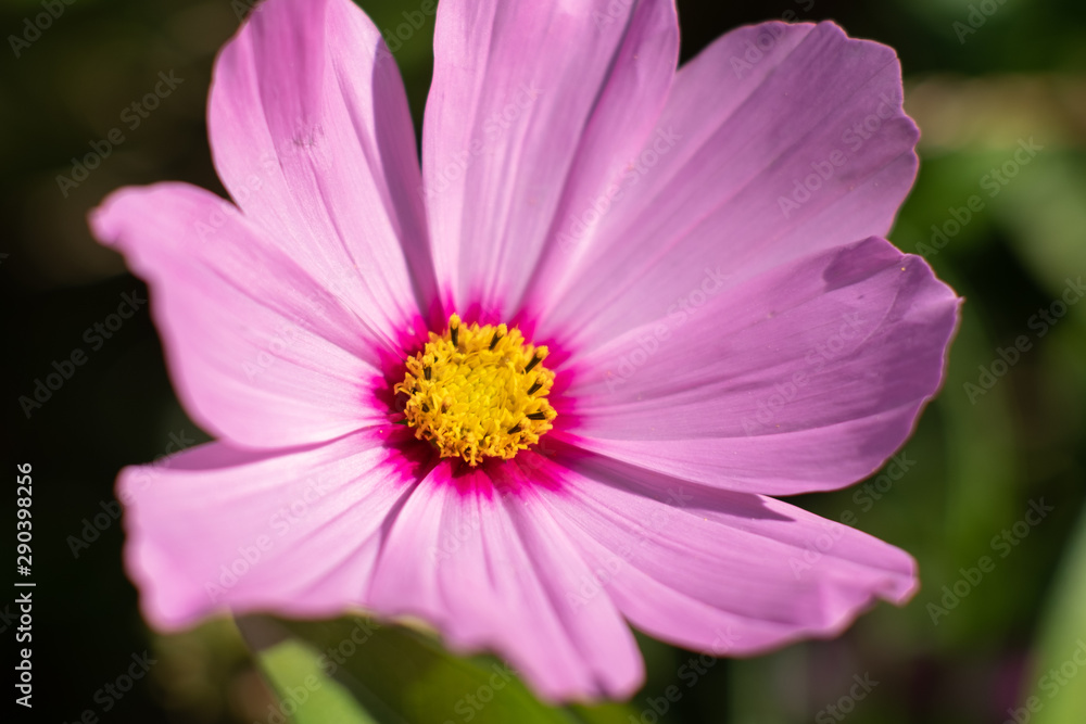 Close-up of pink flower on sunny day in the garden