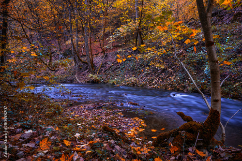 Fototapeta Naklejka Na Ścianę i Meble -  River in the woods in autumn, Indian Summer