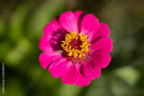 Close-up of pink flower on sunny day in the garden