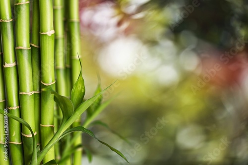 Fototapeta Naklejka Na Ścianę i Meble -  Many bamboo stalks on white background