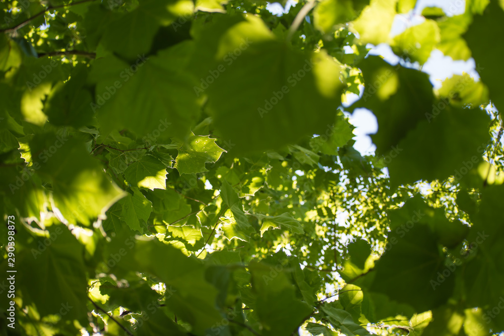 American Sycamore Leaf Tunnel Vision American Sycamore Leaf Tunnel Vision