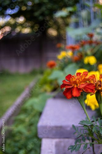 Fototapeta Naklejka Na Ścianę i Meble -  garden flowers