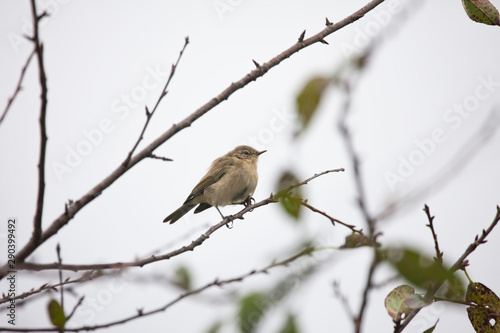 phylloscopus bird on a tree branch