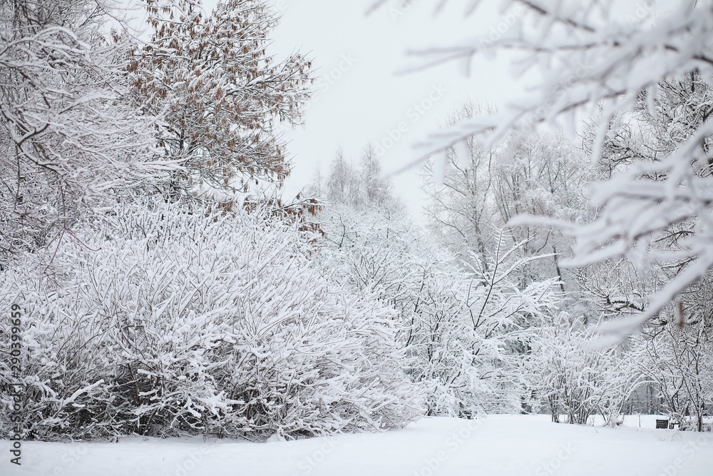 Winter landscape. Forest under the snow. Winter in the park. Winter landscape. Forest under the snow. Winter in the park.