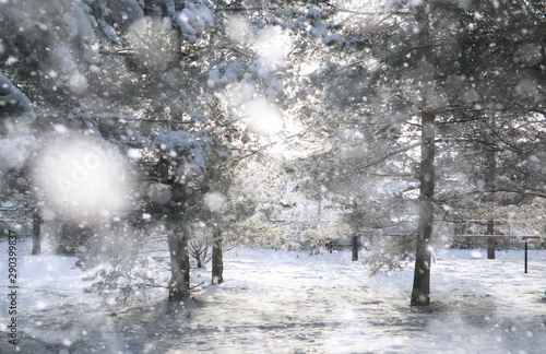 Winter Park. Landscape in snowy weather. January.