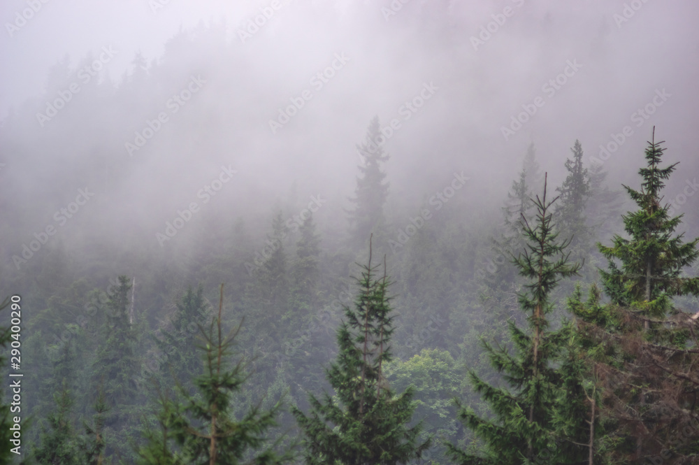 Fir forest in the foggy autumn day