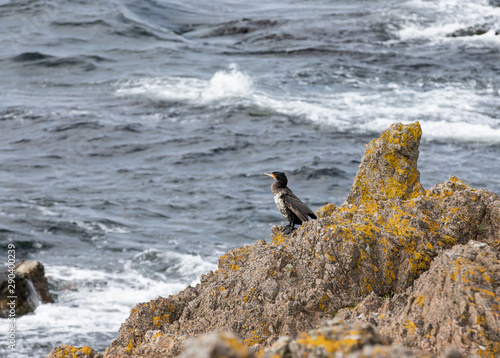 Beautiful bird on a rocky coast.Great Cormorant Phalacrocorax carbo, Bornholm © Robert
