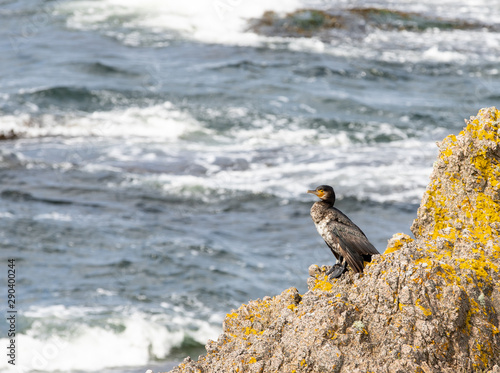 Beautiful bird on a rocky coast.Great Cormorant Phalacrocorax carbo, Bornholm