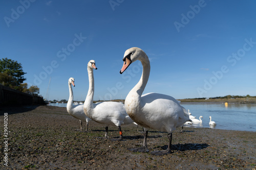 Large White Mute Swans of Hullbridge and Woodham Ferrers Battlebridge Basin on the River Crouch