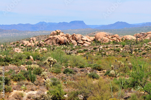 Sonora Desert Arizona © Paul Moore