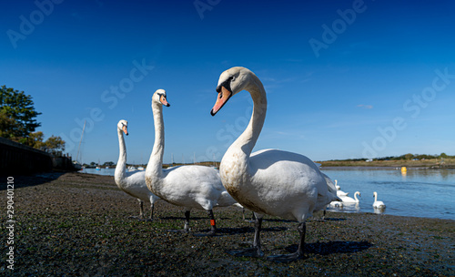 Large White Mute Swans of Hullbridge and Woodham Ferrers Battlebridge Basin on the River Crouch