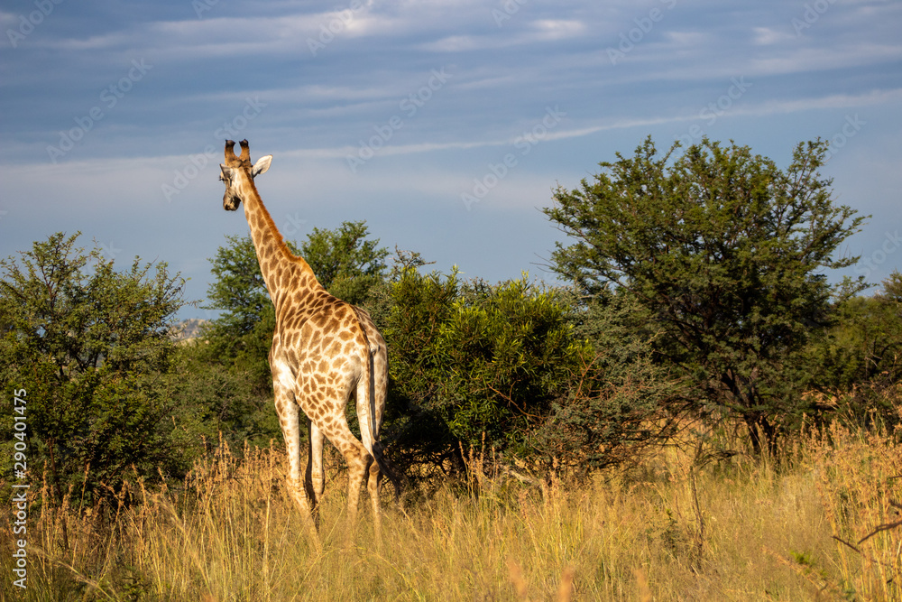Obraz premium Giraffe 