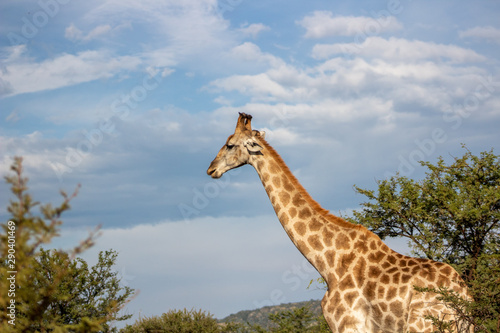 Photography Giraffe