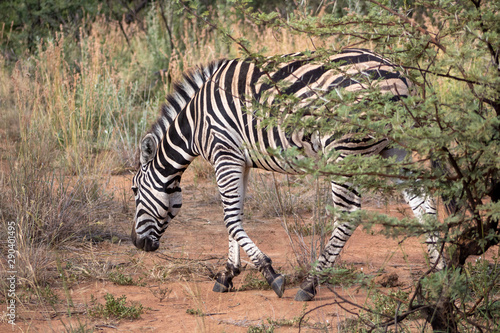 Zebra