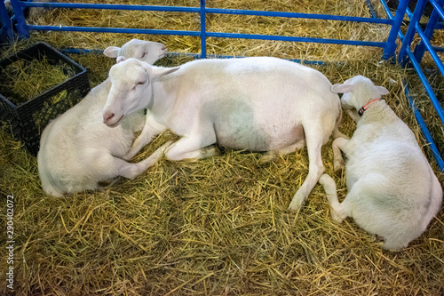 sheep