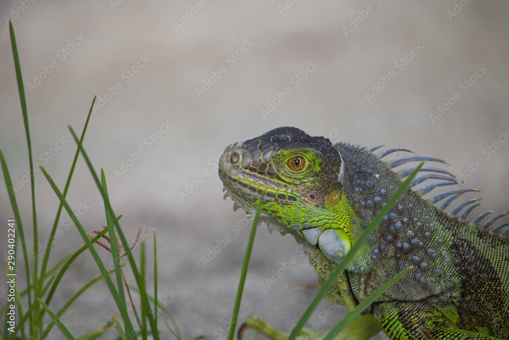 Iguana Head Iguana Head