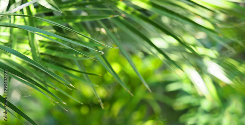 Lush green tropical jungle closeup, panoramic view. Nature background