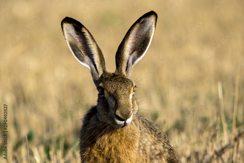 Rabbit. (Lepus europaeus) Rabbit. (Lepus europaeus)