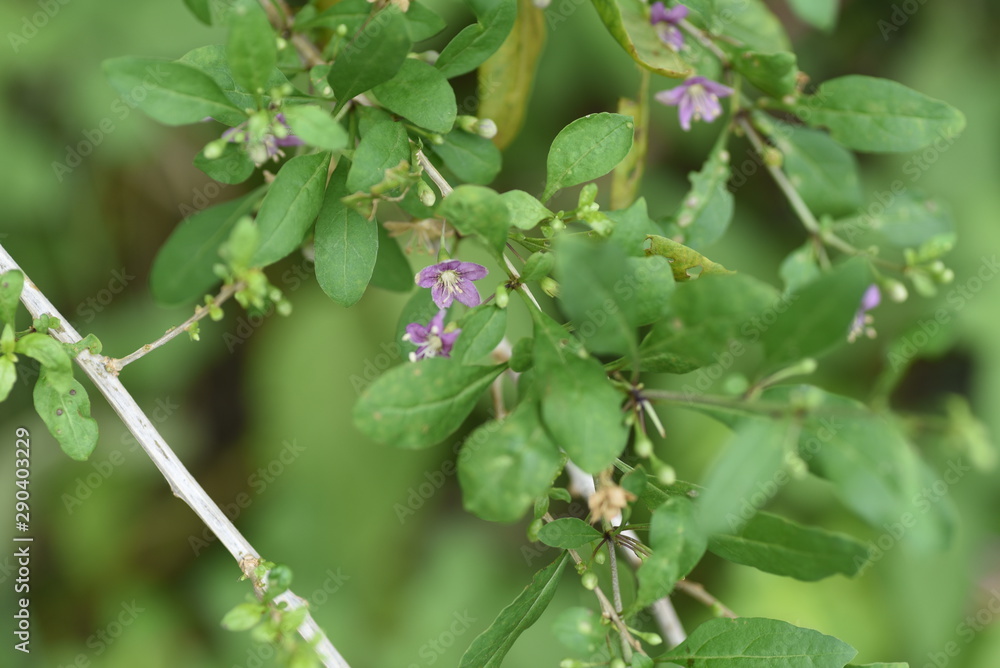 Chinese desert-thorn (Licium chinens) is a medicinal plant with light purple flowers blooming in autumn and is also used for fruit wine. Chinese desert-thorn (Licium chinens) is a medicinal plant with light purple flowers blooming in autumn and is also used for fruit wine.