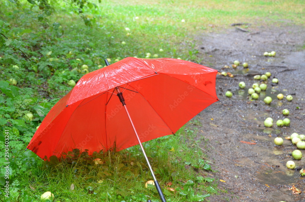 red umbrella on the street in the rain. near the tree is an apple tree. apples on the ground