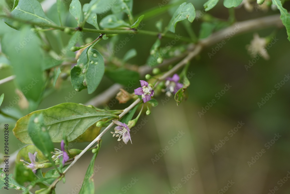 Chinese desert-thorn (Licium chinens) is a medicinal plant with light purple flowers blooming in autumn and is also used for fruit wine. Chinese desert-thorn (Licium chinens) is a medicinal plant with light purple flowers blooming in autumn and is also used for fruit wine.