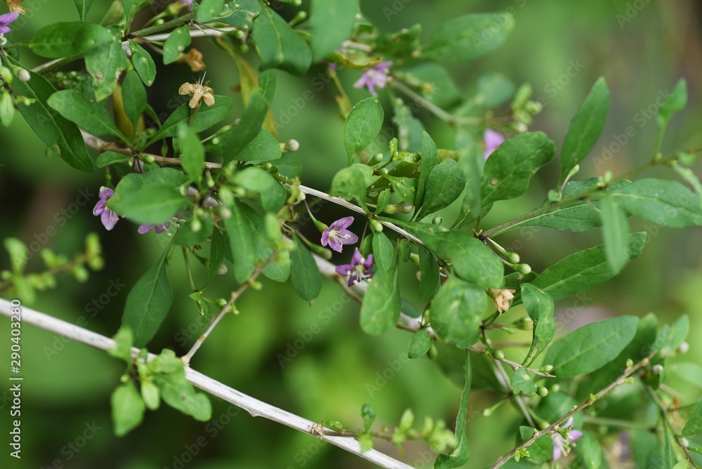 Chinese desert-thorn (Licium chinens) is a medicinal plant with light purple flowers blooming in autumn and is also used for fruit wine. Chinese desert-thorn (Licium chinens) is a medicinal plant with light purple flowers blooming in autumn and is also used for fruit wine.