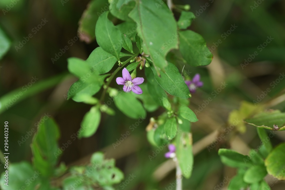 Chinese desert-thorn (Licium chinens) is a medicinal plant with light purple flowers blooming in autumn and is also used for fruit wine. Chinese desert-thorn (Licium chinens) is a medicinal plant with light purple flowers blooming in autumn and is also used for fruit wine.