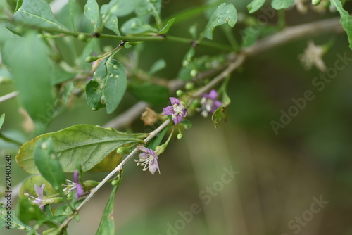 Chinese desert-thorn (Licium chinens) is a medicinal plant with light purple flowers blooming in autumn and is also used for fruit wine.
