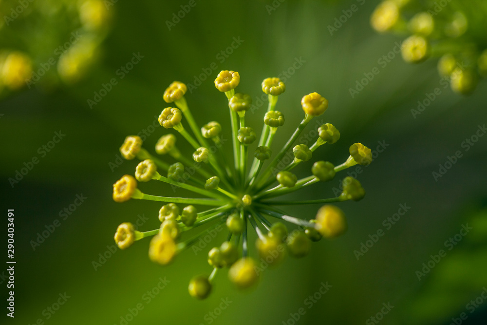 Flower Garden Yellow Macro Botanical Flower Garden Yellow Macro Botanical