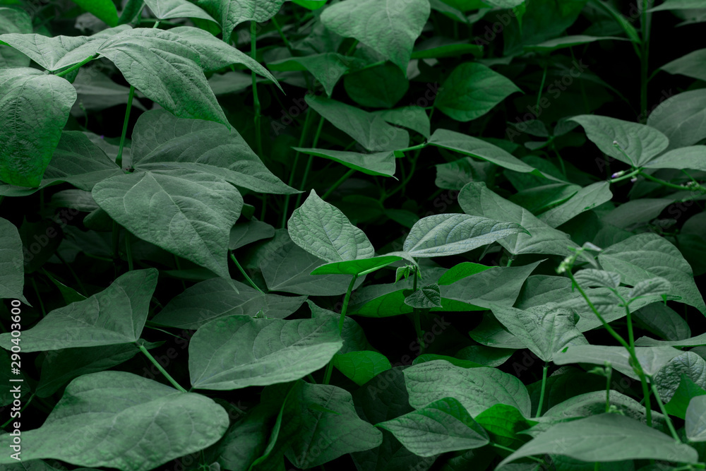 Leaf Green Outdoor Plant Fresh Leaf Green Outdoor Plant Fresh