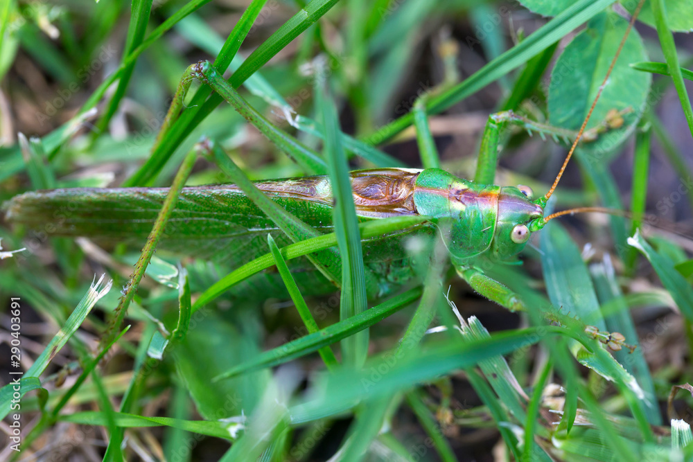 Big green Grasshopper in the green Grass, macro View Big green Grasshopper in the green Grass, macro View
