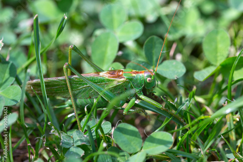 Big green Grasshopper in the green Grass, macro View © Kajano