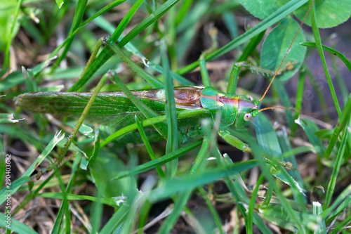 Big green Grasshopper in the green Grass, macro View