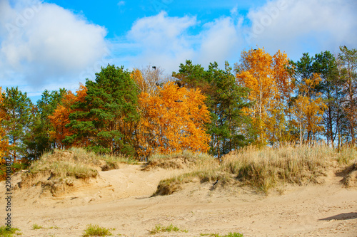 Sand dunes  grass and yellowed trees