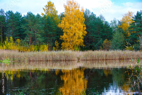 Panorama of the autumn river overgrown with reeds