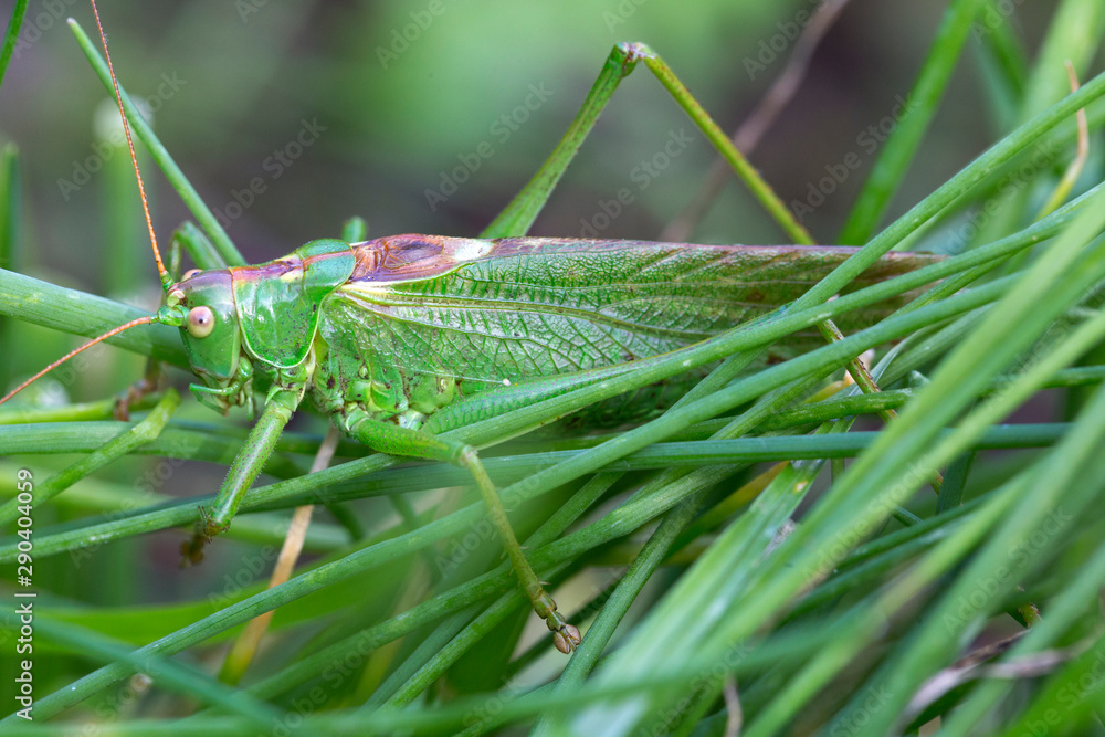 Big green Grasshopper in the green Grass, macro View Big green Grasshopper in the green Grass, macro View
