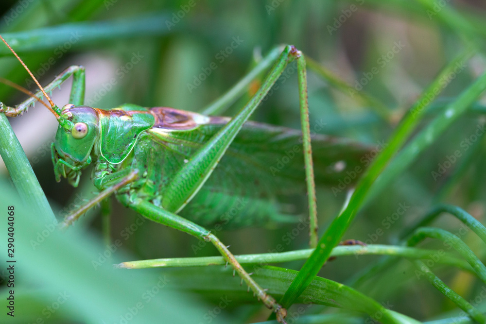Big green Grasshopper in the green Grass, macro View Big green Grasshopper in the green Grass, macro View