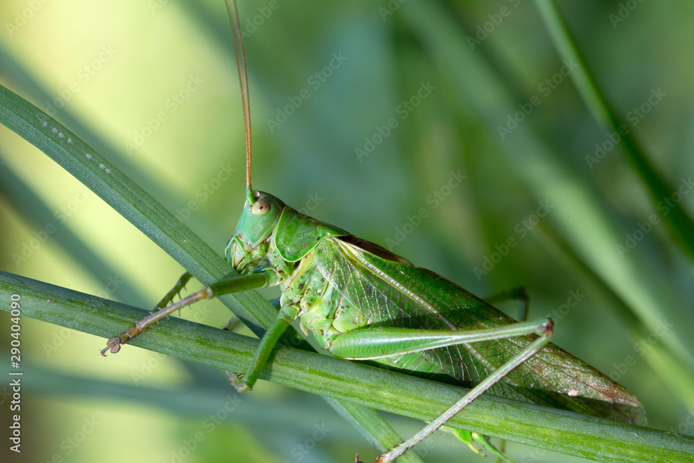 Big green Grasshopper in the green Grass, macro View Big green Grasshopper in the green Grass, macro View