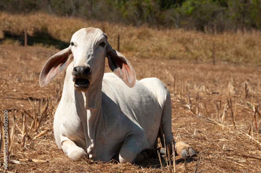 © nickalbi - Young white cow © nickalbi - Young white cow