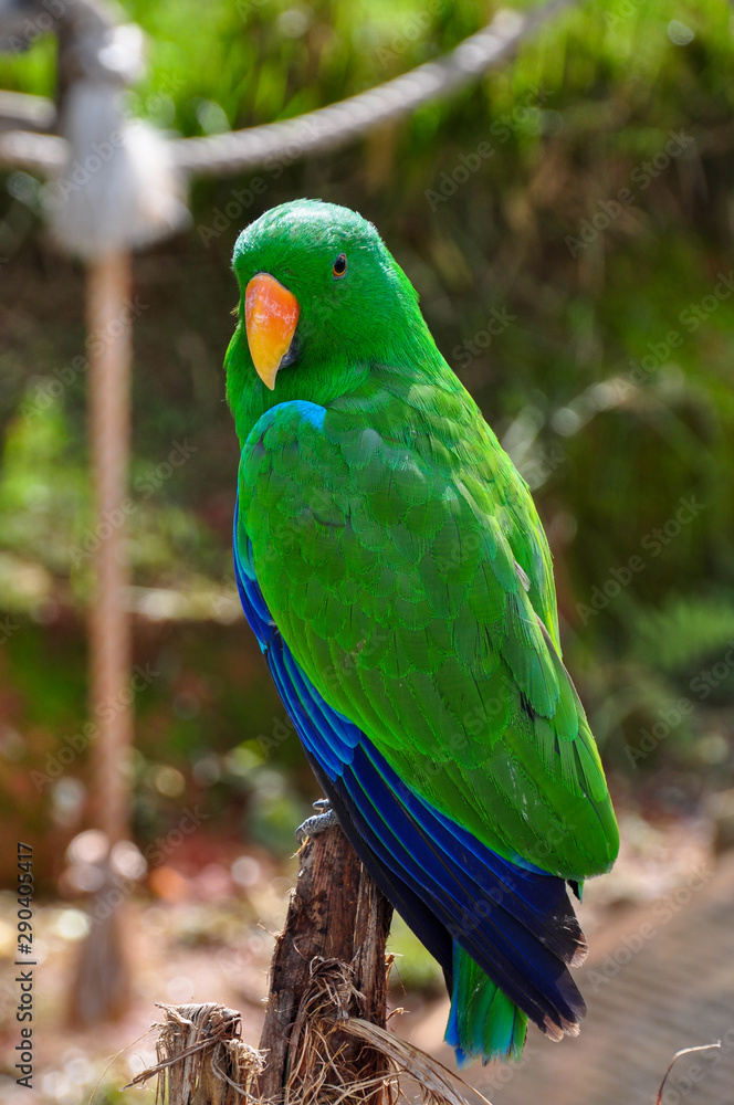 Obraz premium Male Eclectus Looking