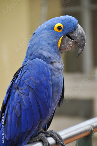 Hycanith Macaw2 photo