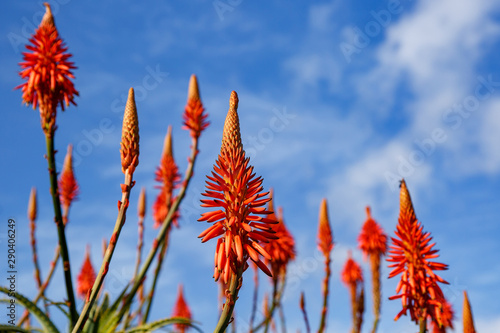 Blooming aloe flowers with blue sky background. photo