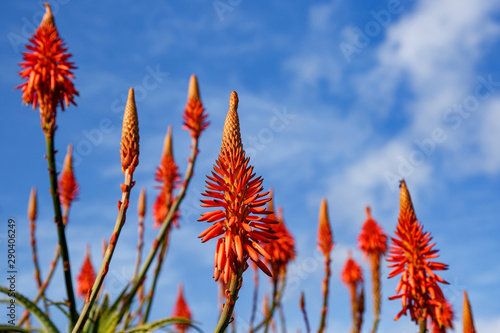 Blooming aloe flowers with blue sky background.