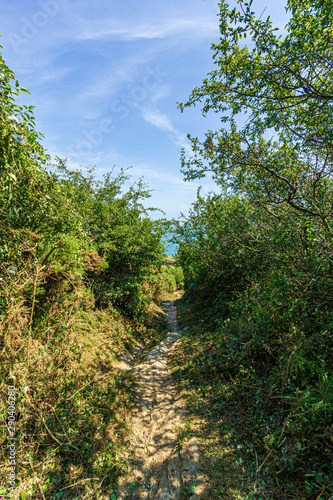 A view of a trail path surrounded by trees and green vegetation with a blue sea in the background under a majestic blue sky and some white clouds