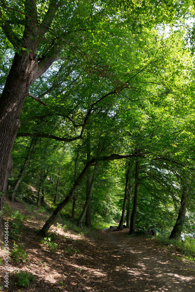 Beautiful solitude path with old big Trees about River Sazava in Central Czech Beautiful solitude path with old big Trees about River Sazava in Central Czech